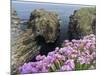 Sea Pink (armeria Maritima) flowering, Orkney Islands, Scotland.-Martin Zwick-Mounted Photographic Print