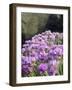 Sea Pink (armeria Maritima) flowering, Orkney Islands, Scotland.-Martin Zwick-Framed Photographic Print