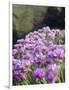 Sea Pink (armeria Maritima) flowering, Orkney Islands, Scotland.-Martin Zwick-Framed Photographic Print