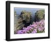 Sea Pink (armeria Maritima) flowering, Orkney Islands, Scotland.-Martin Zwick-Framed Photographic Print