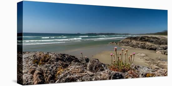 Sea pink (Armeria maritima) wildflowers on Long Beach, Pacific Rim National Park Reserve, Vancou...-null-Stretched Canvas