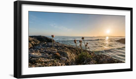 Sea pink (Armeria maritima) wildflowers on Long Beach, Pacific Rim National Park Reserve, Vancou...-null-Framed Photographic Print