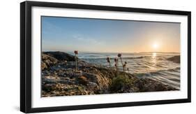 Sea pink (Armeria maritima) wildflowers on Long Beach, Pacific Rim National Park Reserve, Vancou...-null-Framed Photographic Print