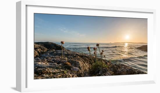 Sea pink (Armeria maritima) wildflowers on Long Beach, Pacific Rim National Park Reserve, Vancou...-null-Framed Photographic Print