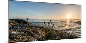 Sea pink (Armeria maritima) wildflowers on Long Beach, Pacific Rim National Park Reserve, Vancou...-null-Mounted Photographic Print