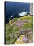 Sea pink at the Cliffs of Marwick Head, Orkney islands, Scotland.-Martin Zwick-Stretched Canvas