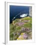 Sea pink at the Cliffs of Marwick Head, Orkney islands, Scotland.-Martin Zwick-Framed Premium Photographic Print