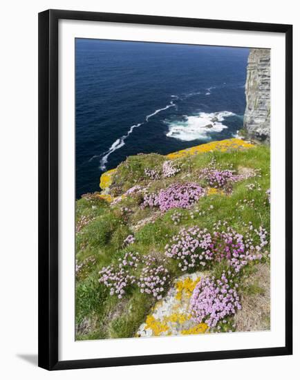 Sea pink at the Cliffs of Marwick Head, Orkney islands, Scotland.-Martin Zwick-Framed Premium Photographic Print