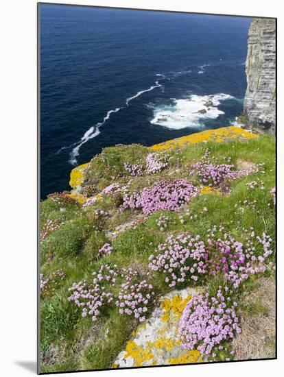 Sea pink at the Cliffs of Marwick Head, Orkney islands, Scotland.-Martin Zwick-Mounted Premium Photographic Print