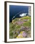 Sea pink at the Cliffs of Marwick Head, Orkney islands, Scotland.-Martin Zwick-Framed Photographic Print