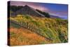 Sea Ranch Barn-Vincent James-Stretched Canvas