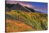 Sea Ranch Barn-Vincent James-Stretched Canvas