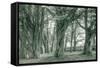 Sea Ranch Trees, California Coast-Vincent James-Framed Stretched Canvas