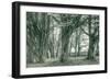 Sea Ranch Trees, California Coast-Vincent James-Framed Photographic Print