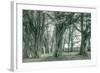 Sea Ranch Trees, California Coast-Vincent James-Framed Photographic Print