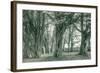 Sea Ranch Trees, California Coast-Vincent James-Framed Photographic Print