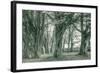 Sea Ranch Trees, California Coast-Vincent James-Framed Photographic Print