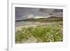 Sea rocket growing on the Strand at Derrynane House, Ring of Kerry, County Kerry, Munster, Republic-Nigel Hicks-Framed Photographic Print