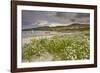 Sea rocket growing on the Strand at Derrynane House, Ring of Kerry, County Kerry, Munster, Republic-Nigel Hicks-Framed Photographic Print