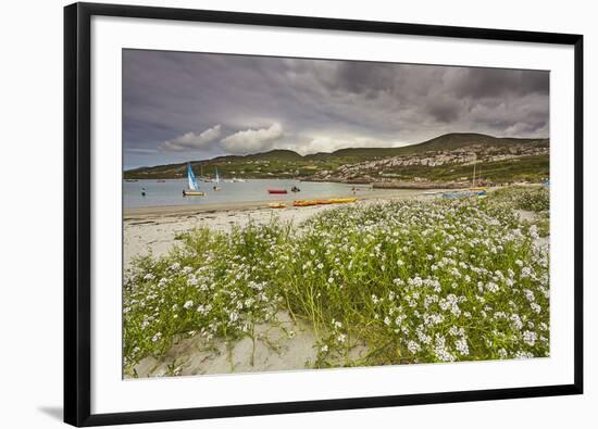 Sea rocket growing on the Strand at Derrynane House, Ring of Kerry, County Kerry, Munster, Republic-Nigel Hicks-Framed Photographic Print