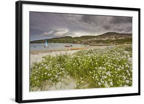 Sea rocket growing on the Strand at Derrynane House, Ring of Kerry, County Kerry, Munster, Republic-Nigel Hicks-Framed Photographic Print