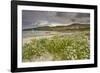 Sea rocket growing on the Strand at Derrynane House, Ring of Kerry, County Kerry, Munster, Republic-Nigel Hicks-Framed Photographic Print