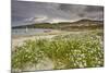 Sea rocket growing on the Strand at Derrynane House, Ring of Kerry, County Kerry, Munster, Republic-Nigel Hicks-Mounted Photographic Print