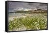 Sea rocket growing on the Strand at Derrynane House, Ring of Kerry, County Kerry, Munster, Republic-Nigel Hicks-Framed Stretched Canvas