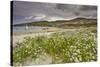 Sea rocket growing on the Strand at Derrynane House, Ring of Kerry, County Kerry, Munster, Republic-Nigel Hicks-Stretched Canvas