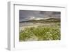 Sea rocket growing on the Strand at Derrynane House, Ring of Kerry, County Kerry, Munster, Republic-Nigel Hicks-Framed Photographic Print