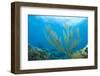 Sea Rod-pipehorse-Framed Photographic Print