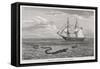 Sea Serpent Look-Alike Trailing Sea-Weed Observed by the French Ship "Pekin" off the Burma Coast-W.h. Freeman-Framed Stretched Canvas