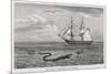 Sea Serpent Look-Alike Trailing Sea-Weed Observed by the French Ship "Pekin" off the Burma Coast-W.h. Freeman-Mounted Premium Giclee Print