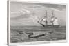 Sea Serpent Look-Alike Trailing Sea-Weed Observed by the French Ship "Pekin" off the Burma Coast-W.h. Freeman-Stretched Canvas