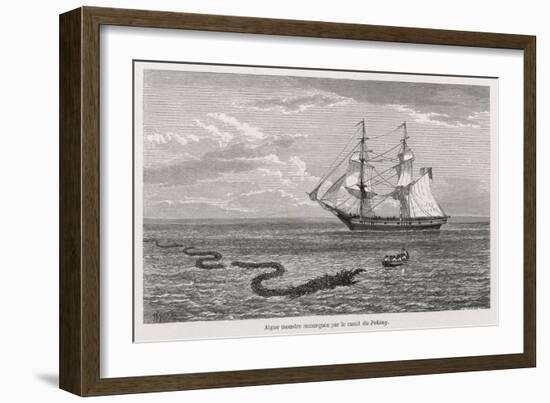 Sea Serpent Look-Alike Trailing Sea-Weed Observed by the French Ship "Pekin" off the Burma Coast-W.h. Freeman-Framed Art Print