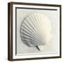 Sea Shapes II-Amy Melious-Framed Art Print