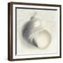 Sea Shapes IV-Amy Melious-Framed Art Print