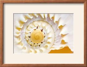 Sea Shell Abst No.4-Shams Rasheed-Framed Photographic Print