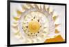 Sea Shell Abst No.4-Shams Rasheed-Framed Giclee Print