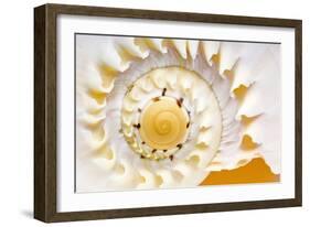 Sea Shell Abst No.4-Shams Rasheed-Framed Giclee Print