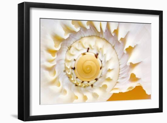 Sea Shell Abst No.4-Shams Rasheed-Framed Giclee Print