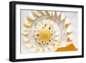 Sea Shell Abst No.4-Shams Rasheed-Framed Giclee Print