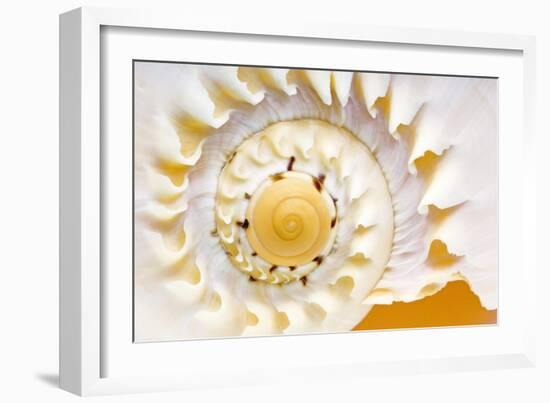 Sea Shell Abst No.4-Shams Rasheed-Framed Giclee Print