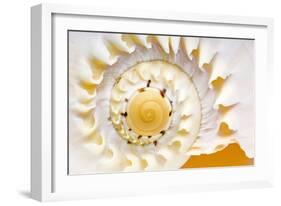 Sea Shell Abst No.4-Shams Rasheed-Framed Giclee Print