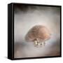 Sea Shell and Pearls-Jai Johnson-Framed Stretched Canvas