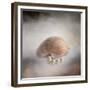 Sea Shell and Pearls-Jai Johnson-Framed Giclee Print