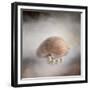 Sea Shell and Pearls-Jai Johnson-Framed Giclee Print
