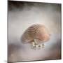 Sea Shell and Pearls-Jai Johnson-Mounted Giclee Print