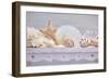 Sea Shell Still Life-Cora Niele-Framed Giclee Print