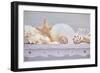 Sea Shell Still Life-Cora Niele-Framed Giclee Print